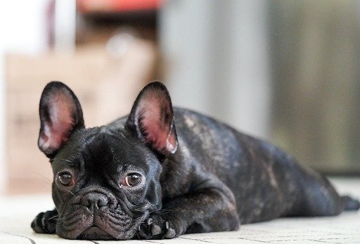French Bulldog Puppy Pad